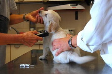 Anagrafe canina e microchip - Ambulatorio Veterinario Gabbro